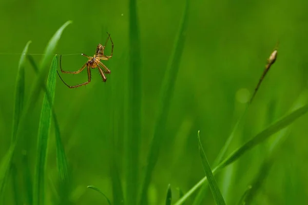 Egy Közeli Kép Egy Pókról Zöld Fűben — Stock Fotó
