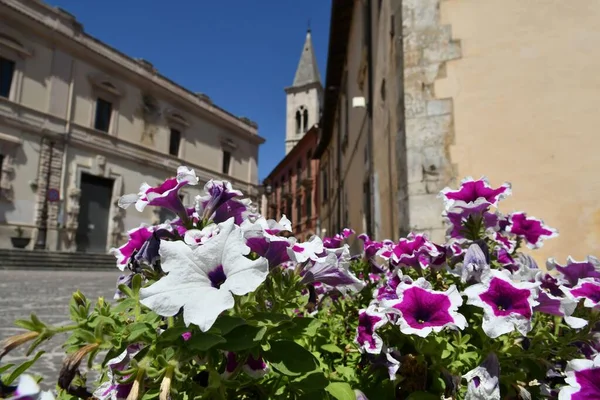 Vaso Flores Uma Praça Sulmona Uma Aldeia Italiana Região Abruzzo — Fotografia de Stock