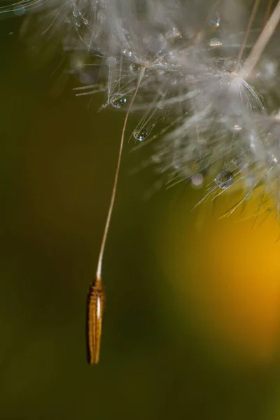 Eine Nahaufnahme Von Löwenzahnsamen Mit Wassertropfen — Stockfoto