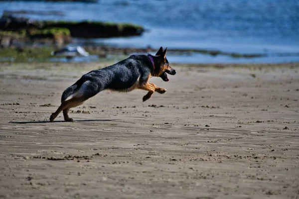 Ein Schwarzer Schäferhund Läuft Strand — Stockfoto