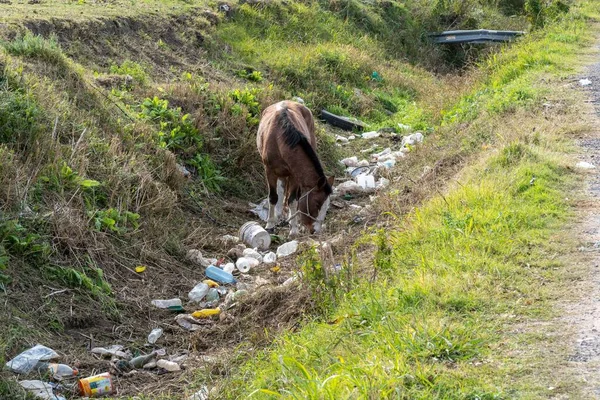 Ein Braunes Pferd Schnüffelt Abgeworfenen Plastikflaschen — Stockfoto