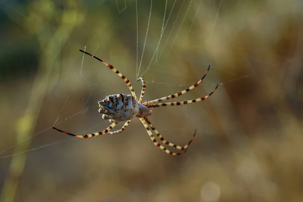 Close Large Colorful Spider Spinning Its Web Background Out Focus — Stock Photo, Image