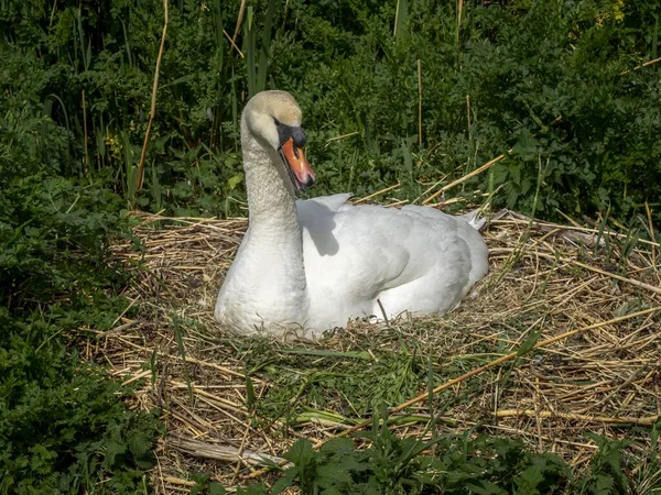 Yeşil Ormandaki Kuğu Yuvası Devon Kilitledi — Stok fotoğraf