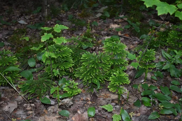 Closeup Shot Green Selaginella Plants Rough Ground — Stock Photo, Image