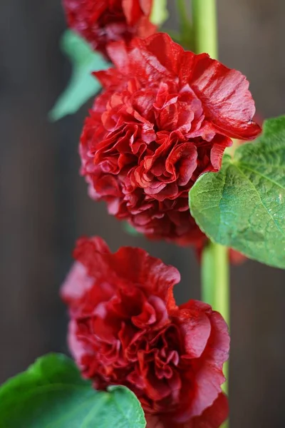View Red Alcea Rosea Scarlett Flower Wooden Background — Stock Photo, Image