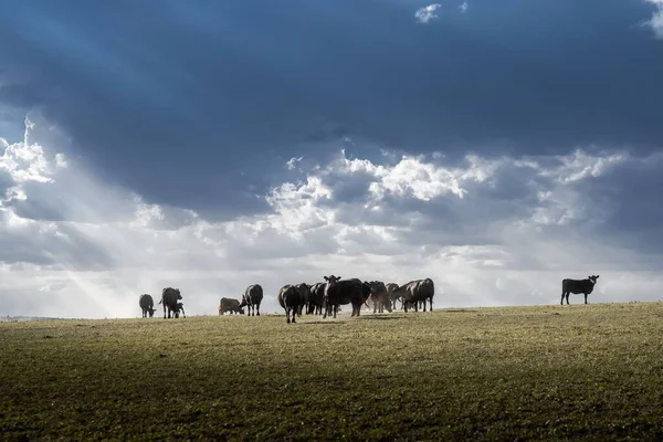 Uma Manada Vacas Planícies Abertas Sob Nuvens Luz Solar — Fotografia de Stock