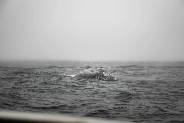 Pohled Hrocha Nebo Jiné Velké Zvíře Plavající Moři Nebo Oceánu — Stock fotografie