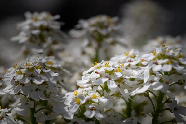 Macro Flori Colorate Mijlocul Unui Câmp Neclar — Fotografie, imagine de stoc