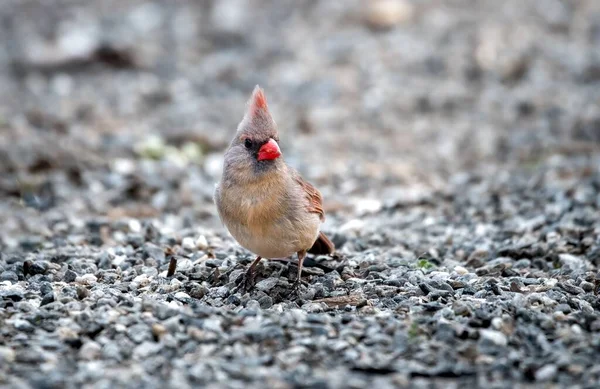 Κοντινό Πλάνο Βόρειου Καρδιναλίου Cardinalis Cardinalis — Φωτογραφία Αρχείου