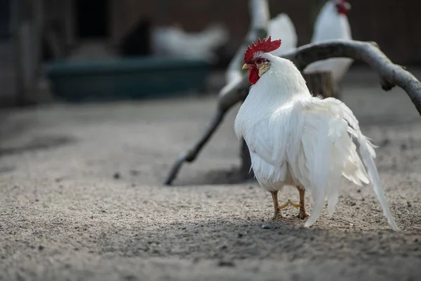 Focus Selettivo Sul Pollo Bianco Livornese Azienda — Foto Stock