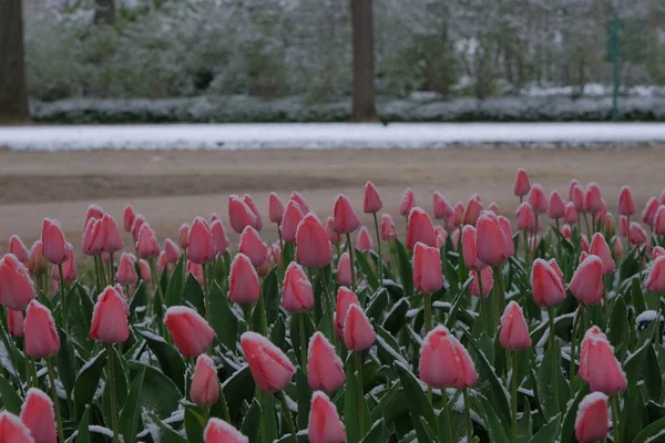 花园里一缕美丽的粉色郁金香 上面覆盖着一点雪 — 图库照片