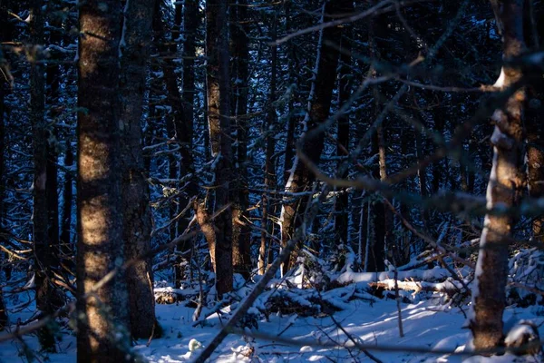 Bir Kış Günü Gölgede Güzel Bir Orman Manzarası — Stok fotoğraf