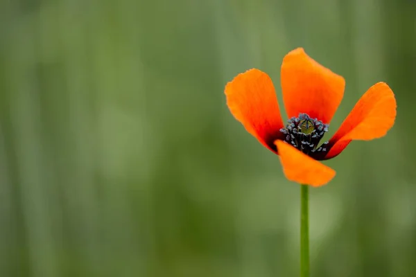 Gros Plan Une Belle Fleur Pavot Orange Sur Fond Vert — Photo