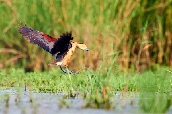 Lindo Pato Marrón Volando Sobre Pantano Día Soleado — Foto de Stock