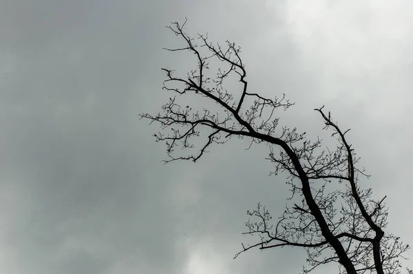 어두운 구름낀 아래베어 나무들을 각도로 회색으로 올렸다 — 스톡 사진