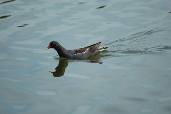 Eenden Zwemmen Het Water Een Meer — Stockfoto