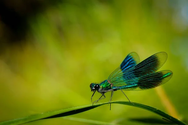 Nahaufnahme Einer Libelle Auf Verschwommenem Hintergrund — Stockfoto