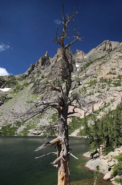 Colorado Abd Deki Rocky Dağları Yamacında Yeşil Çam Ormanlarına Karşı — Stok fotoğraf