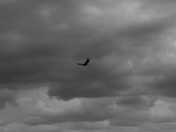 Uno Scatto Scala Grigi Uccello Che Vola Sotto Cielo Nuvoloso — Foto Stock