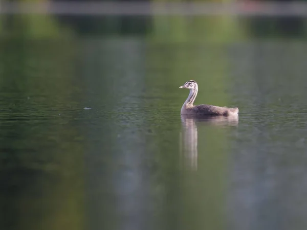 Die Nahaufnahme Eines Graureihers Der Auf Einem Parksee Schwimmt — Stockfoto