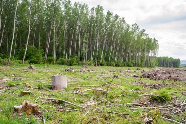 A view of a green land with cut down trees