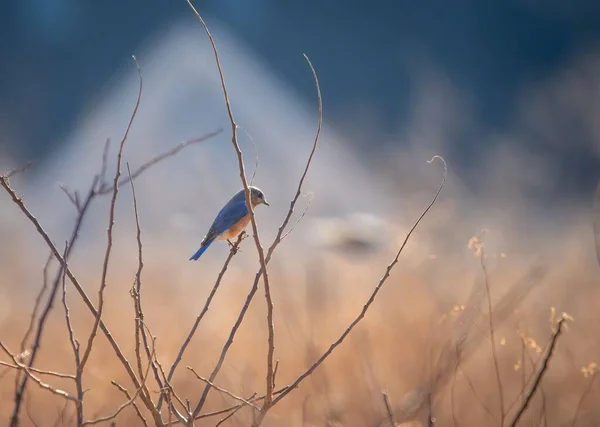 Ένα Επιλεκτικό Πλάνο Εστίασης Του Δυτικού Bluebird Sialia Mexicana Σκαρφαλωμένο — Φωτογραφία Αρχείου