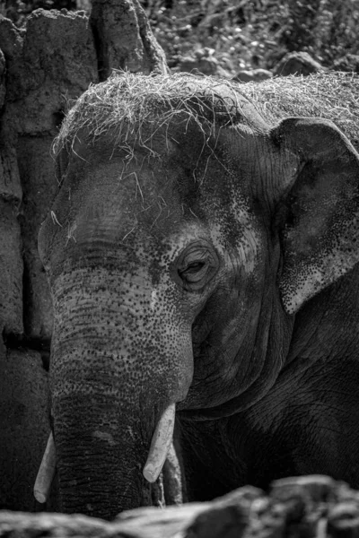 Tiro Tons Cinza Adorável Elefante Indiano Andando Com Grama Cabeça — Fotografia de Stock