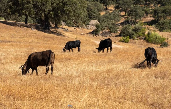 Rebanho Vacas Raça Negra Ibérica Avilanian Ávila Que Uma Raça — Fotografia de Stock