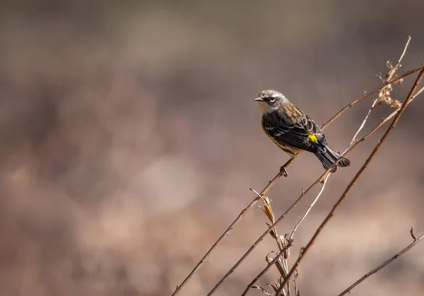 Eine Selektive Fokusaufnahme Eines Gelbkopfsänger Setophaga Coronata Der Auf Einem — Stockfoto