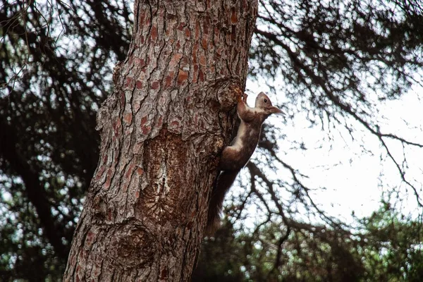 Eine Selektive Fokusaufnahme Eines Eichhörnchens Auf Einem Baum — Stockfoto