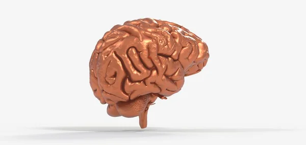 Рендеринг Человеческого Мозга Тенью Белом Фоне — стоковое фото