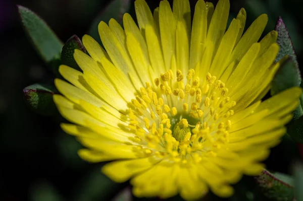 Bulanık Bir Alanın Ortasında Renkli Çiçeklerin Makrosu — Stok fotoğraf