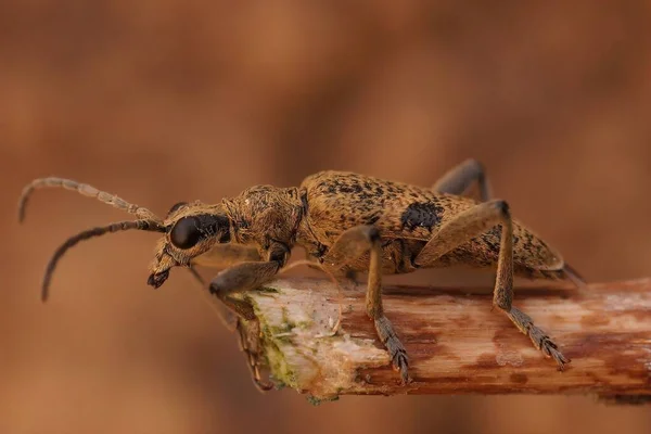 Primer Plano Escarabajo Cuerno Largo Manchas Negras Rhagium Mordax Sentado — Foto de Stock