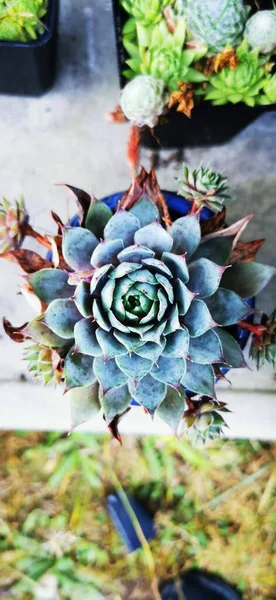 Une Vue Dessus Une Plante Succulente — Photo