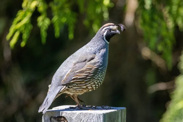 Shallow Focus California Quail — Stock Photo, Image