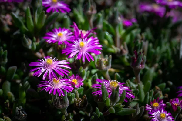 Macro Van Kleurrijke Bloemen Midden Een Wazig Veld — Stockfoto