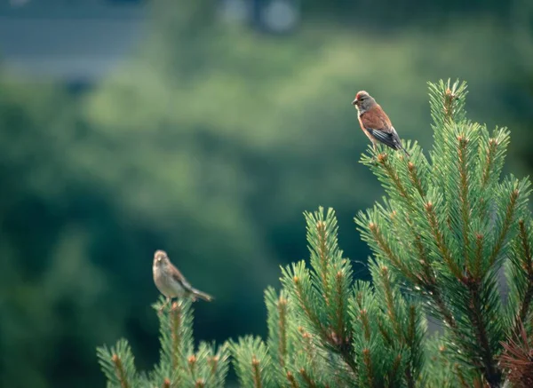 Una Hermosa Toma Linetos Sentados Ramas Pino Sobre Fondo Verde — Foto de Stock