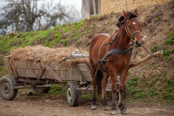 Cheval Brun Tirant Une Charrette Sur Des Roues Pleines Foin — Photo