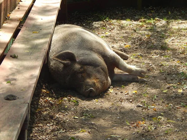 Schöne Aufnahme Eines Lustigen Faulen Schweins Das Auf Dem Boden — Stockfoto