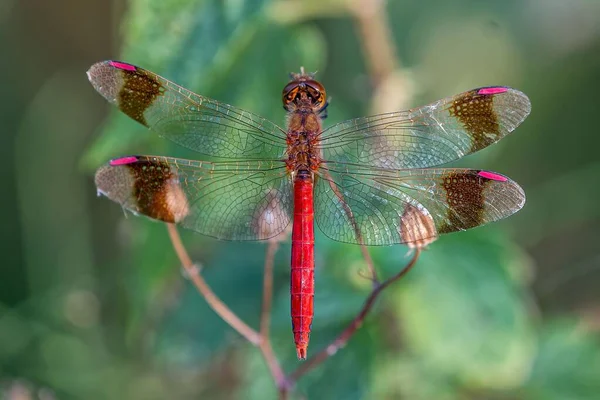 Gros Plan Une Libellule Sur Une Brindille — Photo