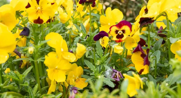 Tiro Foco Seletivo Flores Amarelas Viola — Fotografia de Stock