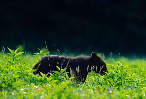 Foco Superficial Oso Negro Luisiana Campo Verde — Foto de Stock