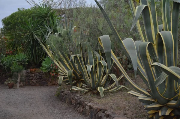 American Agave Leaves Growing Road — Stock Photo, Image
