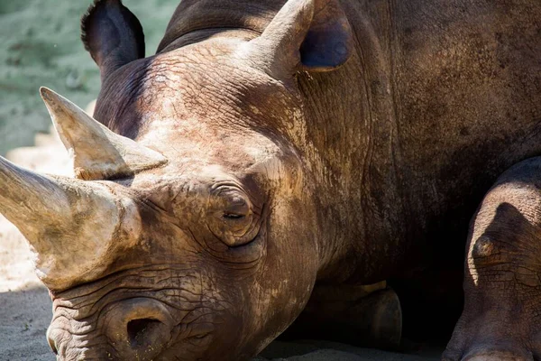 Gros Plan Adorable Rhinocéros Noir Reposant Dans Zoo — Photo