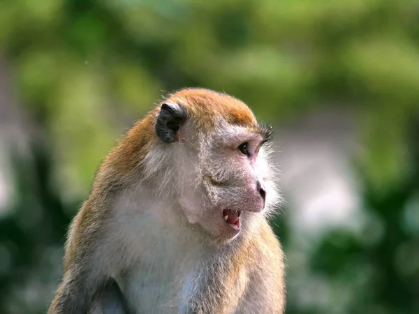 Een Closeup Van Een Macaque Macaca Aap Die Opzij Kijkt — Stockfoto