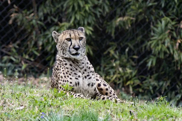 Gepard Południowoafrykański Acinonyx Jubatus Jubatus Leżący Trawie — Zdjęcie stockowe