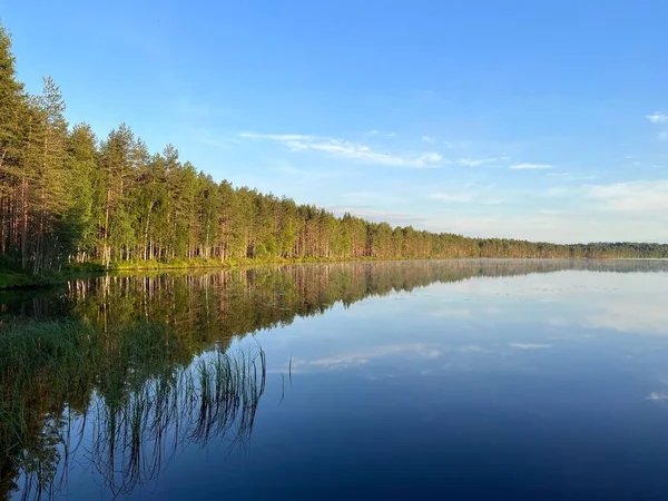 Lesní Pohled Odraz Stromů Čisté Jezerní Vodě — Stock fotografie