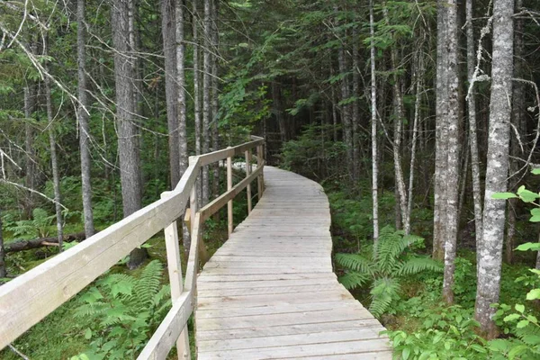 Ein Holzsteg Wald Parc Ecoforestier Johnville Estrie Quebec Kanada — Stockfoto