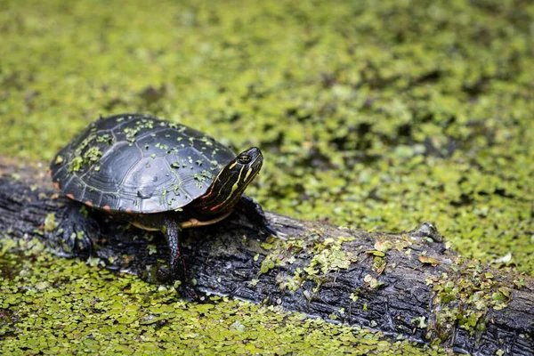 Una Tartaruga Nera Trova Testa Tronco Sdraiato Nella Palude Coperto — Foto Stock