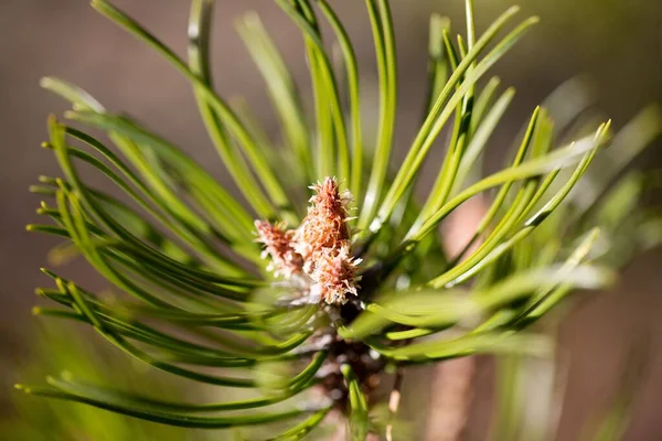 Closeup Pine Branch Green Needle Sunlight — Stock Photo, Image